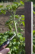 org:/gardening tips/Pruning, planting, maintenance/Maintenance/Fruit and vegetables/tomaten-dieven.jpg
